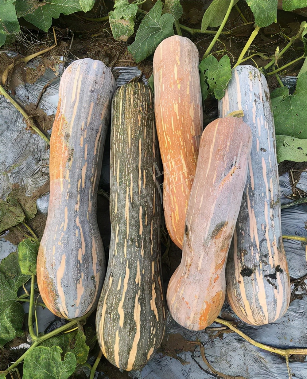 四川農(nóng)戶今年種“健美蜜本”南瓜產(chǎn)量高，品質(zhì)好，感覺(jué)巴適得很
