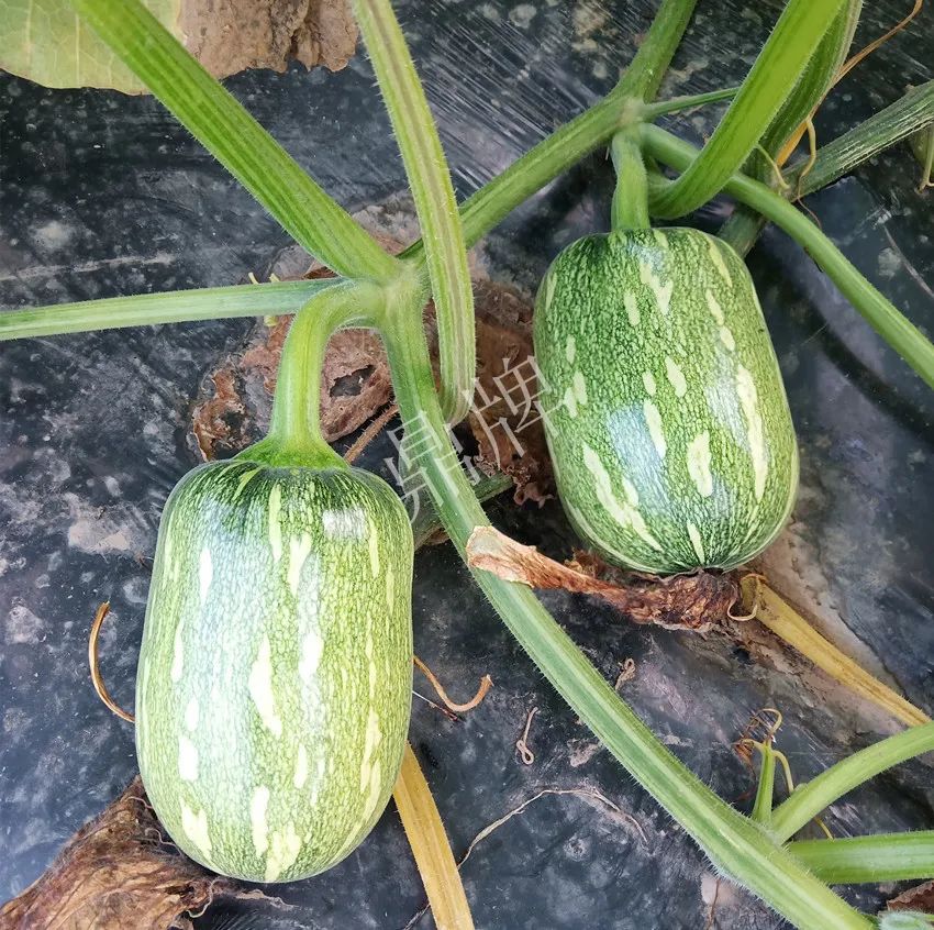 襄陽(yáng)農(nóng)民“押寶”押對(duì)了，這個(gè)品種幫他賺了2倍錢