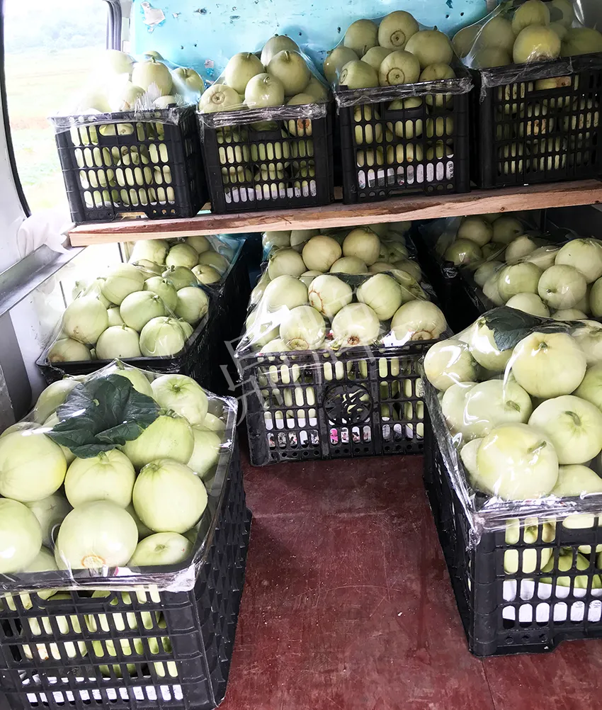 郴州農(nóng)戶種植新品種，果實(shí)又香又甜，很好賣