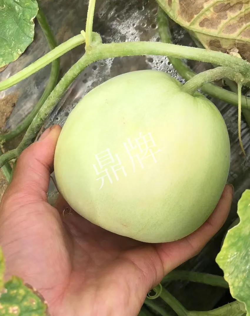 郴州農(nóng)戶種植新品種，果實(shí)又香又甜，很好賣