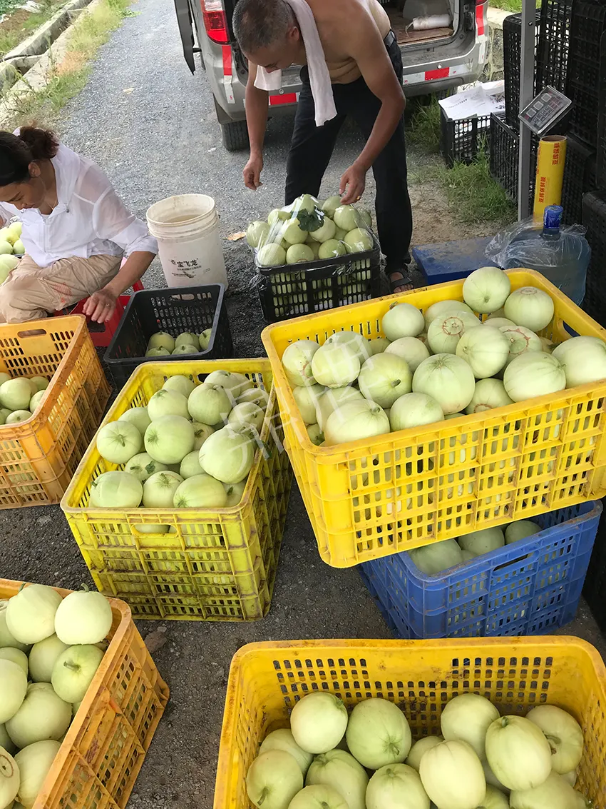郴州農(nóng)戶種植新品種，果實(shí)又香又甜，很好賣