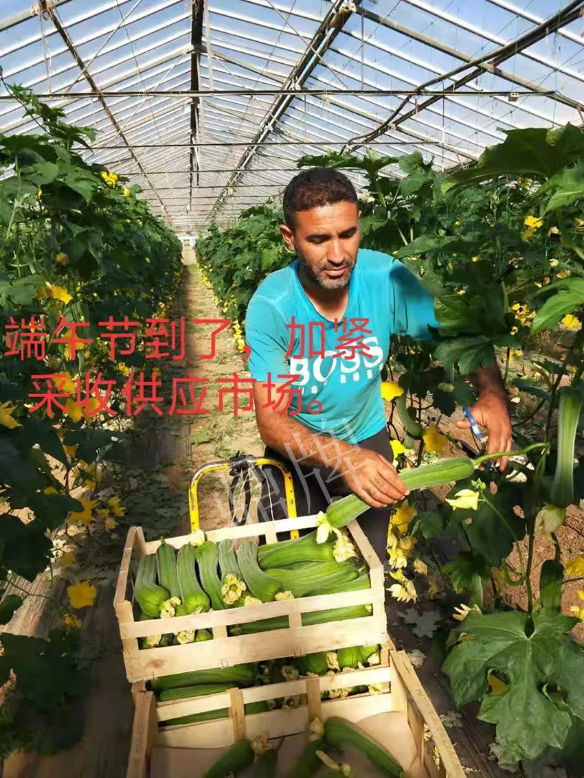 鎮(zhèn)江的何青萍，在法國種植“優(yōu)比1號”每公斤24元