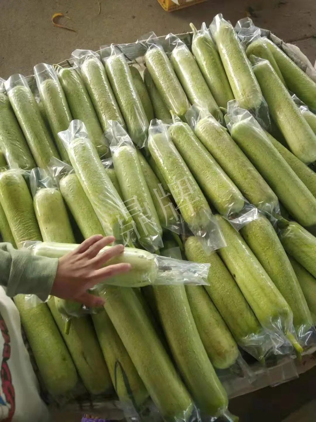 這個絲瓜每畝能掙3萬，沒種植的農(nóng)戶后悔得拍大腿
