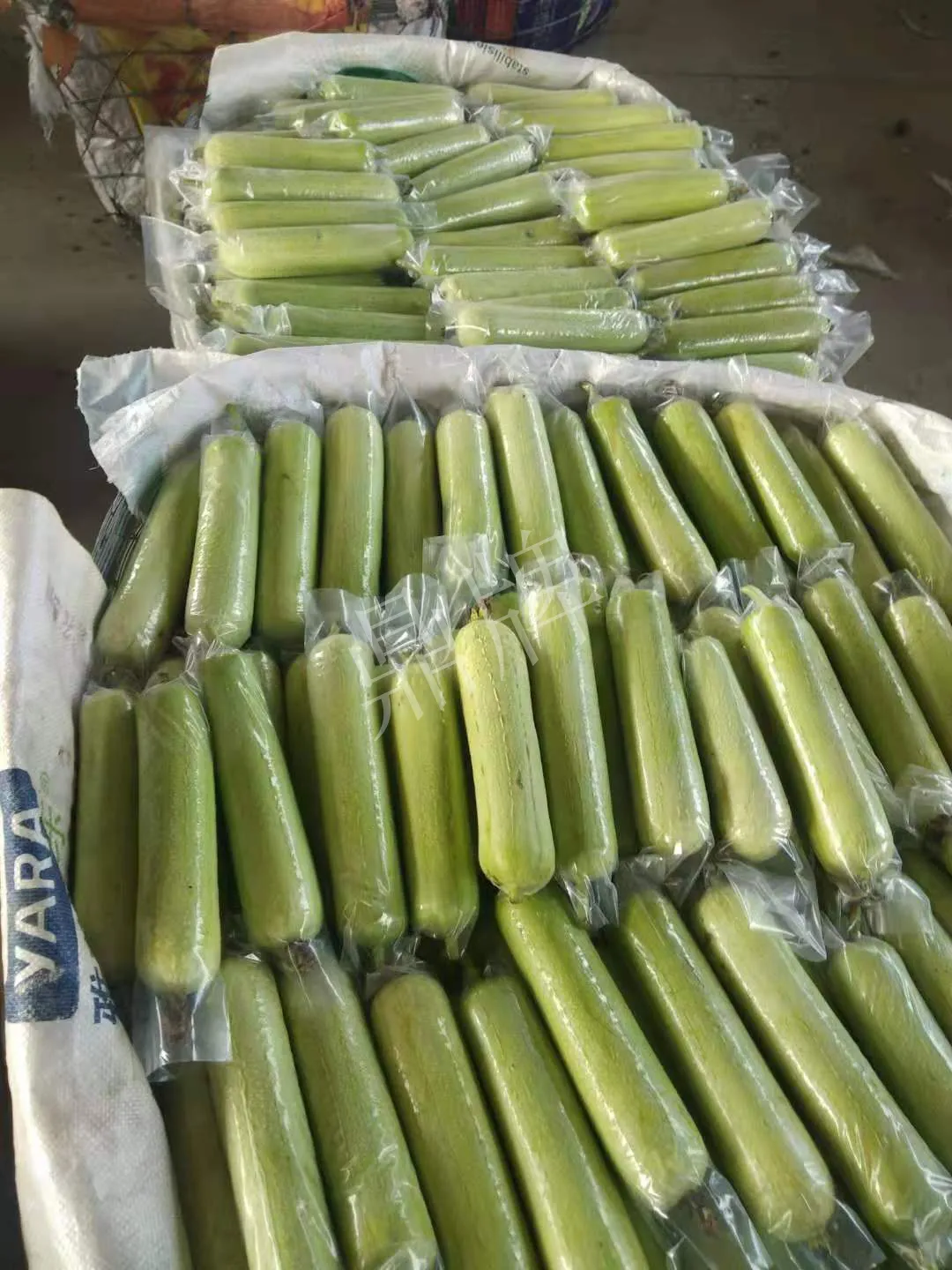 這個絲瓜每畝能掙3萬，沒種植的農(nóng)戶后悔得拍大腿