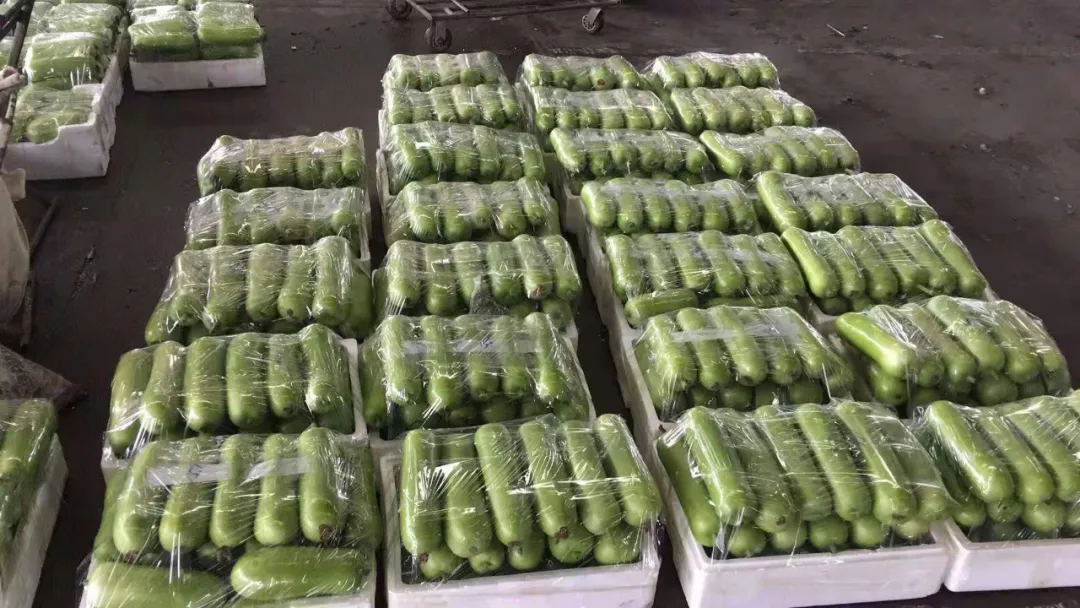 這個品種上市早，價格好！我連續(xù)種了三年，滿意