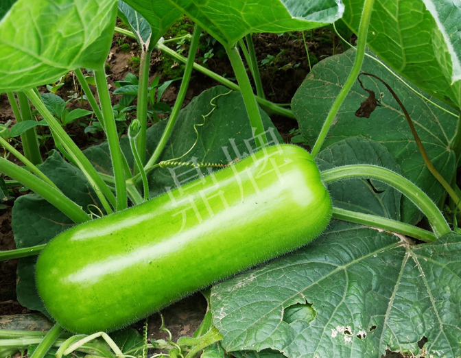 蔬菜種子種植戶客戶點(diǎn)評(píng)-牛逼！我露地栽培的瓠瓜，比別人大棚的還早上市！