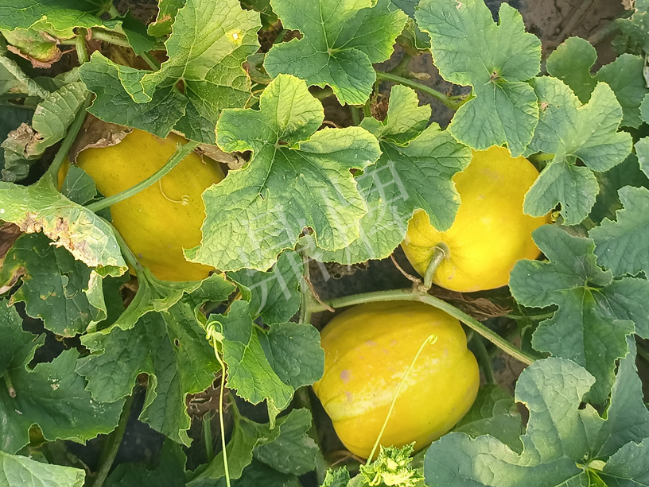 蔬菜種子種植戶客戶點(diǎn)評(píng)-種它！種它！高溫季節(jié)就種它！