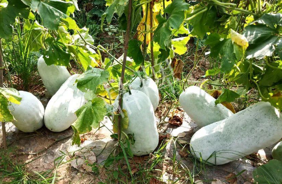 蔬菜種子種植戶客戶點(diǎn)評(píng)-驚訝！炎炎烈日下，小孩大聲喊：“大雪球！大雪球……”怎樣一回事？