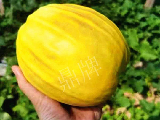蔬菜種子種植戶客戶點(diǎn)評(píng)-我的甜瓜賣20元1市斤，與大家分享…