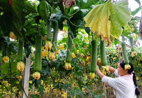 蔬菜種子種植戶客戶點(diǎn)評(píng)-8月，持續(xù)高溫下，這種絲瓜少見(jiàn)，少見(jiàn)！
