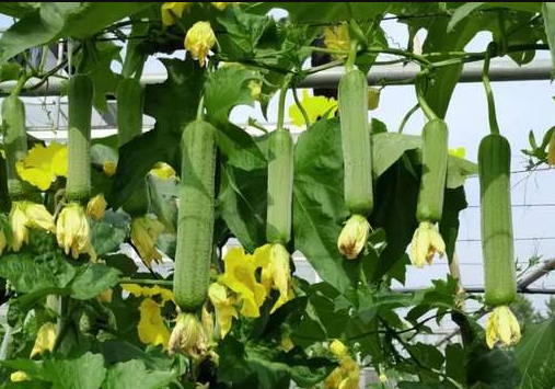 蔬菜種子種植戶客戶點評-每畝收入2萬元！這個絲瓜品種大受歡迎！