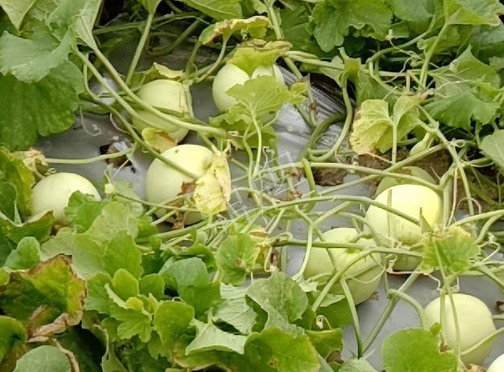 蔬菜種子種植戶客戶點評-種植甜瓜20年，這個品種讓我更省心！