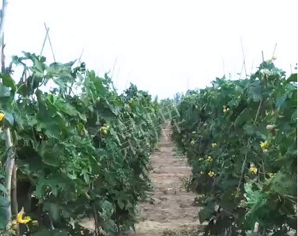 蔬菜種子種植戶客戶點評-種植這個品種，獲得高收入，老婆的功勞最大