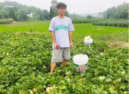 蔬菜種子種植戶客戶點評-甜瓜新品上市，每個賣9元，很暢銷！