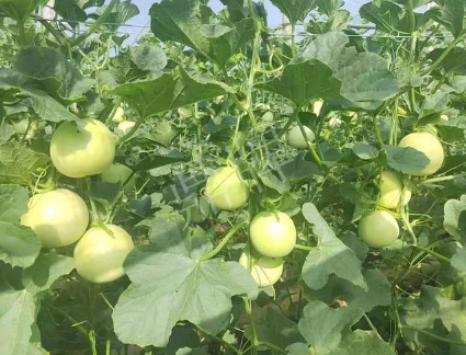 蔬菜種子種植戶客戶點評-種植這個新品種，我感到非常滿意！