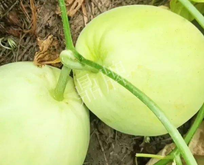 蔬菜種子種植戶客戶點評-我終于找到滿意的甜瓜品種了！