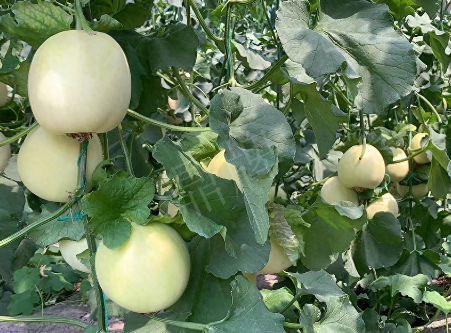 蔬菜種子種植戶客戶點評-“玉奶香2號”甜瓜，真的有那么好嗎？