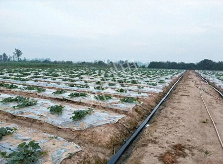 蔬菜種子種植戶客戶點評-80后大廚回鄉(xiāng)種甜瓜，第一年就賺15萬！