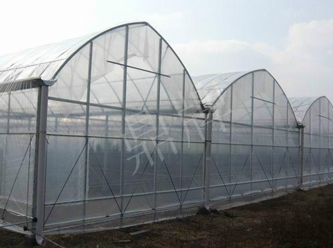 蔬菜種子種植戶客戶點評-鼎牌瓠瓜上市早，地頭批發(fā)價達到8元/斤，種植基地王老板告訴您！