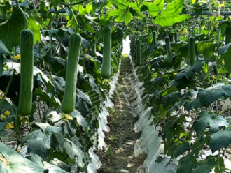 蔬菜種子種植戶客戶點評-高手在民間，浙江蒼南的絲瓜在下半年至春節(jié)，都有大量上市！