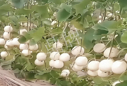 蔬菜種子種植戶客戶點評-現(xiàn)在的瓜菜價格不好，但我種植的優(yōu)質(zhì)甜瓜還是有好的收入！