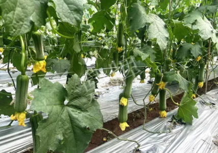 蔬菜種子種植戶客戶點評-這個新品種好不好？？？見證的時候到了！