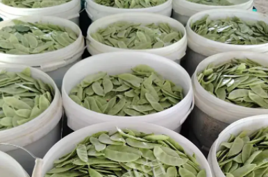 蔬菜種子種植戶客戶點評-時隔20年，我再種這個品種，大家來看看，怎么樣？