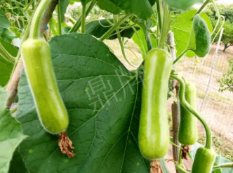 蔬菜種子種植戶客戶點評-科研人員發(fā)誓研究的一個抗高溫品種，您可能需要！