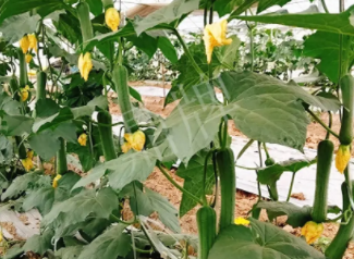 蔬菜種子種植戶客戶點評-一株結(jié)瓜30多個，價錢好，賺了！