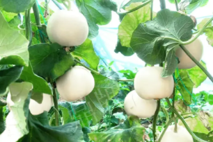 蔬菜種子種植戶客戶點評-丁老板說：種植這個品種，獲得了滿意的收入，確實“爽歪歪”