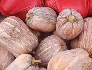 蔬菜種子種植戶客戶點評-今年，這個南瓜品種刷新了我的認(rèn)知！您遇到過這種情況嗎？