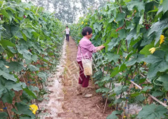 蔬菜種子種植戶客戶點評-85歲老奶奶，還是種植基地的領(lǐng)頭人，做的怎么樣？一起去看看…