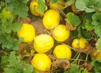 蔬菜種子種植戶客戶點評-瓜農(nóng)說：“還得是這個品種??！”，什么品種讓種植戶如此感慨？